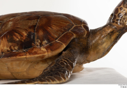 Leg Turtles Animal photo references